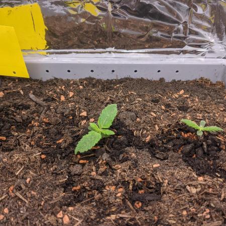 Critical Punch - 1000seeds