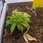 Critical Punch - 1000seeds