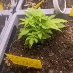 First Grow (3 Cherry Runtz)