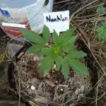 Gas Pepper