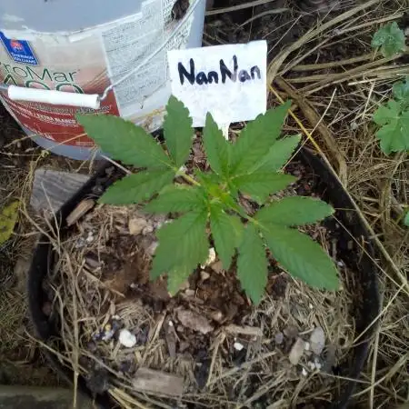 Gas Pepper