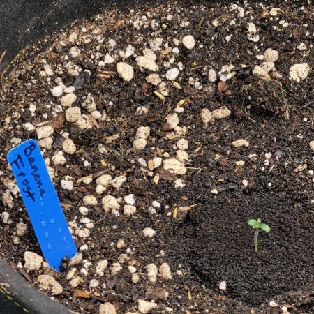 Indoor, living soil, 4x8 grow room