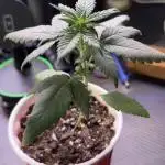 Bestbuddiez420 second grow!