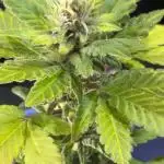 Bestbuddiez420 second grow!