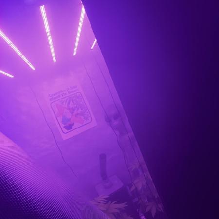 Bestbuddiez420 second grow!