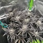 Do si DOS + coffee creamer x 50 dragons