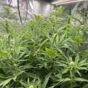 50 dragons + Grandpas deasel