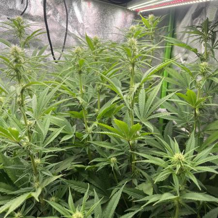 50 dragons + Grandpas deasel