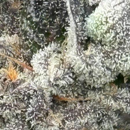 Do si DOS + coffee creamer x 50 dragons