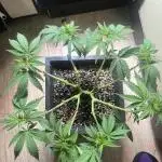 Красная стрела