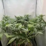 Красная стрела