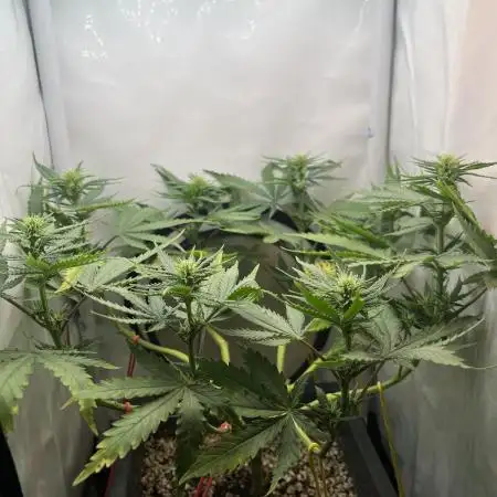 Красная стрела