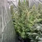 Do si DOS + coffee creamer x 50 dragons