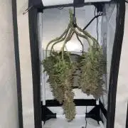 Красная стрела