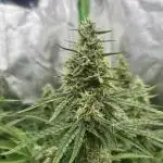 Do si DOS + coffee creamer x 50 dragons