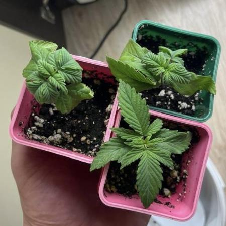 Пионер экспресс