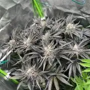 Do si DOS + coffee creamer x 50 dragons