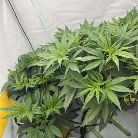 50 dragons + Grandpas deasel