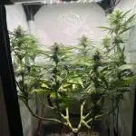 Красная стрела