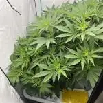 50 dragons + Grandpas deasel