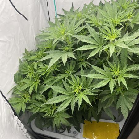 50 dragons + Grandpas deasel