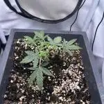 Красная стрела