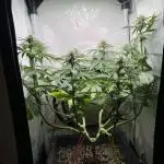 Красная стрела