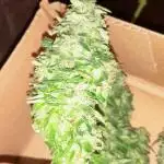 Kalashnikova auto GHS