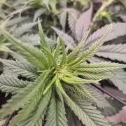 Lemon ice