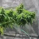 Kalashnikova auto GHS