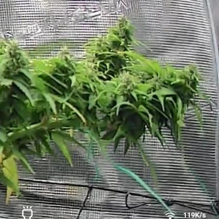 Kalashnikova auto GHS