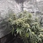 Lemon ice