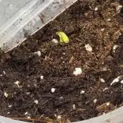 Lemon twice
