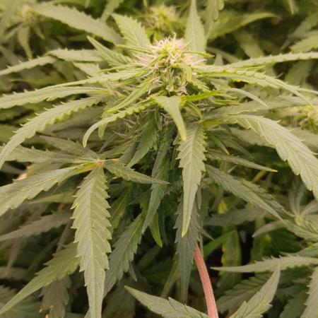 Kalashnikova auto GHS