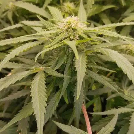 Kalashnikova auto GHS