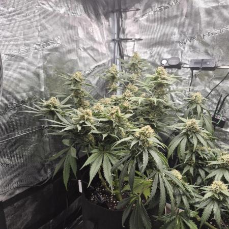 Lemon ice