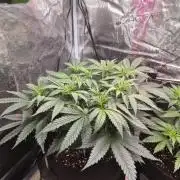 Lemon ice