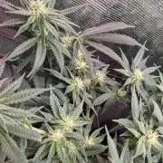 Lemon ice