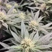 Lemon ice
