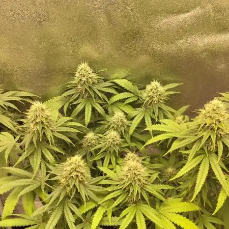 Monster Gelato BioSeeds
