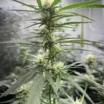 1st grow ever indoor