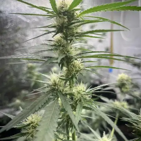 1st grow ever indoor