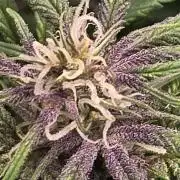 GoodQualityCannabis
