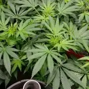 GoodQualityCannabis