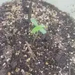 GoodQualityCannabis