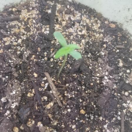 GoodQualityCannabis