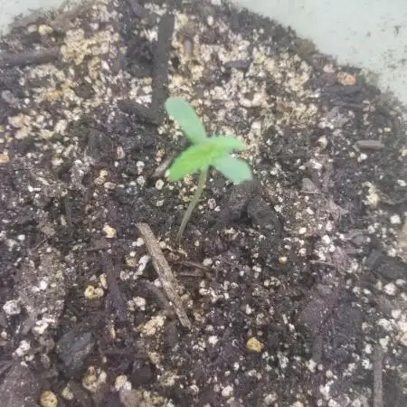 GoodQualityCannabis