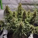 First Time Grower - Northern Lights Auto