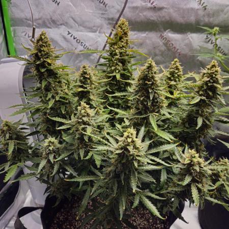 First Time Grower - Northern Lights Auto