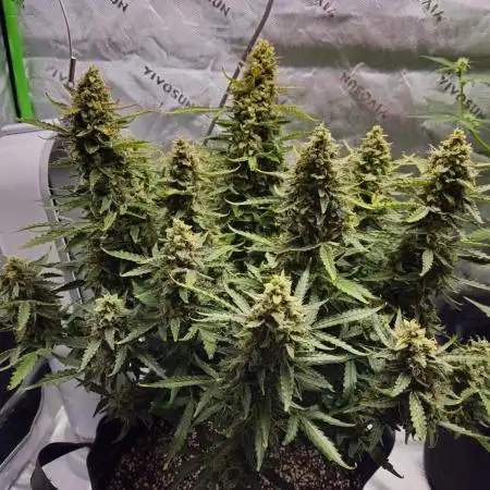 First Time Grower - Northern Lights Auto